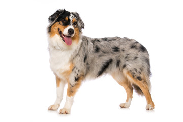 Australian shepherd dog standing on white background and looking to the camera