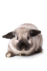 Dwarf rabbit isolated on white background