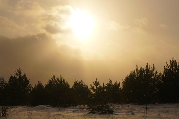 sunset over the young forest in winter