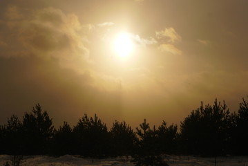 sunset over the young forest in winter