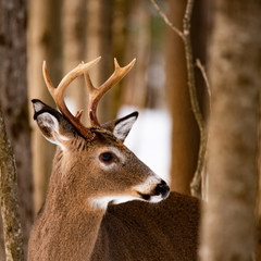 A beautiful whitetail deer buck in the Adirondack forest.