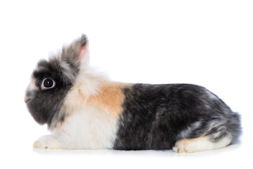 Cute dwarf rabbit isolated on white background