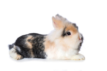 Cute dwarf rabbit isolated on white background