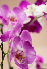 Fototapeta na wymiar pink orchid on grray background