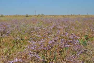 Fototapeta premium field of red flowers