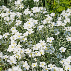 Blühendes Filziges Hornkraut, Cerastium tomentosum