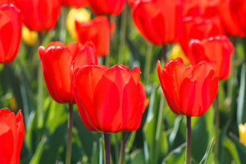 Plantation of red tulips on a Sunny day. Floral background of red tulips in the garden. Tulips in full bloom