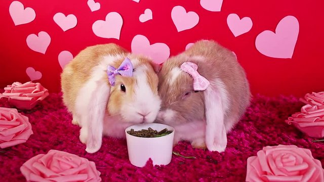 Valentines day valentine s animal pet cute animals pets concept