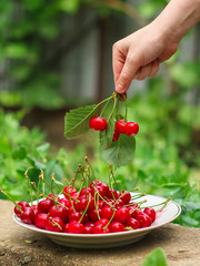 cherries, fruits, harvest (ripe and juicy fruits). top copy space. food background