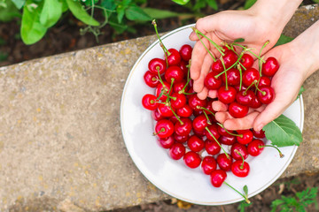 cherries, fruits, harvest (ripe and juicy fruits). top copy space. food background