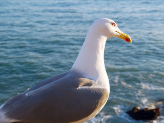 Fototapeta na wymiar Seagulls in the bay of Cadiz, Andalusia. Spain. Europe