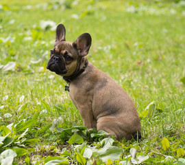 Fototapeta premium dog, park, spring, day, heat, grass, french bulldog