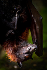 Fruit Bat Found in Bali, Indonesia. These bats have large eyes and they also have excellent vision.  The overall wing length of the Fruit Bat can be more than five feet.