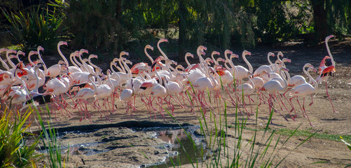 Obraz premium Group of Colorful Birds Following Together in a Flock