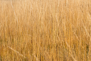 Close up yellow autumn grass on a field with soft sun light. Blurred background. Nature background.