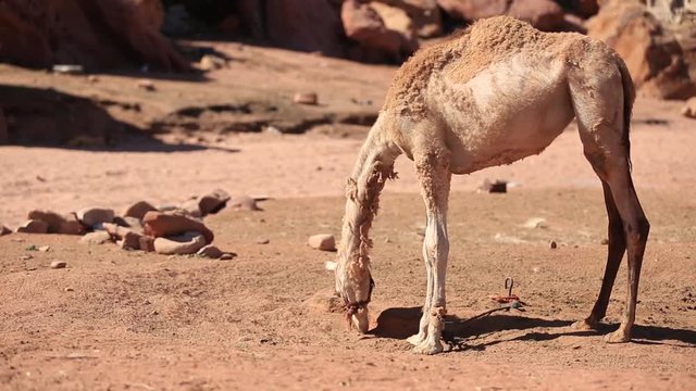 Camel with herdsman in the Sahara desert, Morocco.