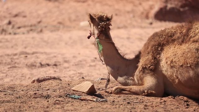 Camel with herdsman in the Sahara desert, Morocco.