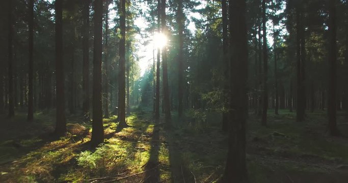 Silent Forest in spring with beautiful bright sun rays - smooth tracking shot
