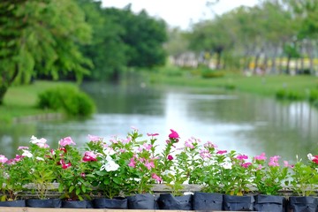 Fototapeta na wymiar A many pot of Rose periwinkle flower plant growing on the bridge with blurred water view and green nature at the park