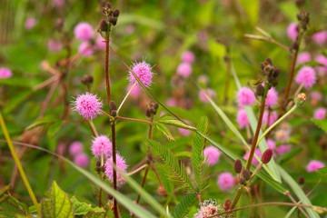 Mimosa pudica / Mimosa pigra in Fabaceae family on blurred green background. Beautiful pink flowers growing on a summer meadow.