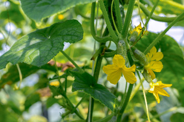 Cucumbers growing in the greenhouse. Flowers and cucumber ovaries. Gherkin, pickles. Close-up.