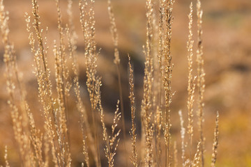 Close up yellow autumn grass on a field with soft sun light. Blurred background. Nature background.