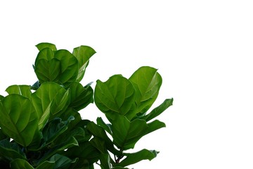 Tropical tree leaves with branches on white isolated background for green foliage backdrop 