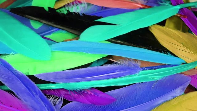 Colorful rainbow bir feathers seamless looping background closeup video