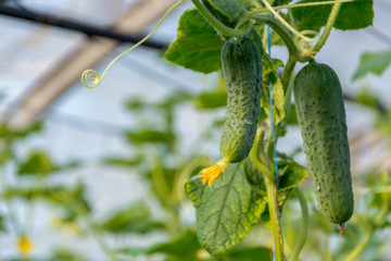 Cucumbers growing in the greenhouse. Flowers and cucumber ovaries. Gherkin, pickles. Close-up.