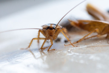 Cockroaches close up