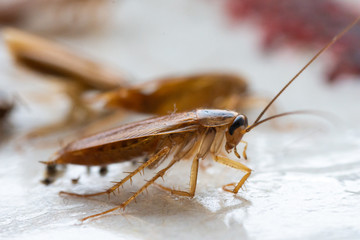 Cockroaches close up