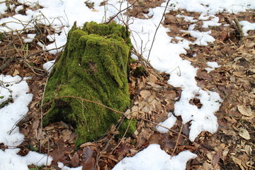 Tree stump with moss, Kačín, Malé Karpaty, Slovakia