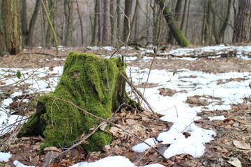Tree stump with moss, Kačín, Malé Karpaty, Slovakia