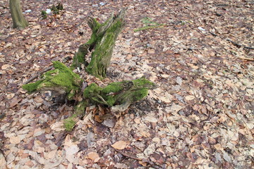Tree stump with moss, Kačín, Malé Karpaty, Slovakia