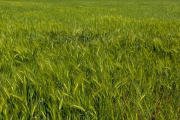 Green Barley / Wheat Field