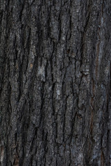 The texture of the tree bark