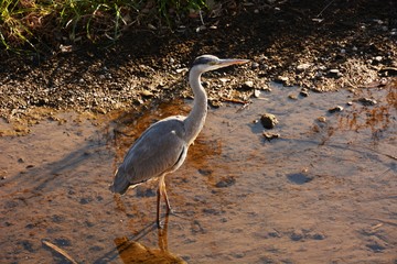A heron in the stream