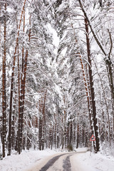 Empty winter forest road. Serene winter landscape.