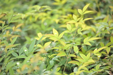Nandina domestica
