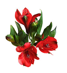 Closeup of red alstroemeria flowers