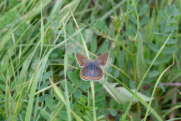 Lycaenidae / Çokgözlü Esmer / / Polyommatus agestis