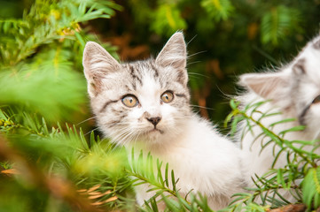Naklejka na ściany i meble Cute white kittens in the tree in the sun