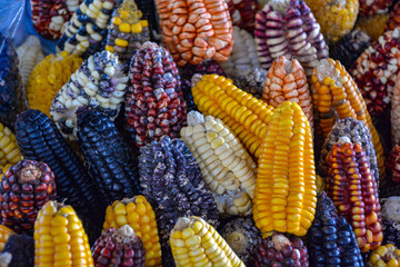 andean corn in cusco - obrazy, fototapety, plakaty