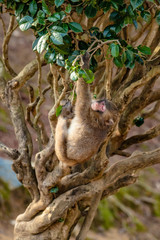 Japanese Macaque ape. Some macaque apes. Close-up of a japanese macaque.