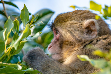 Japanese Macaque ape. Some macaque apes. Close-up of a japanese macaque.