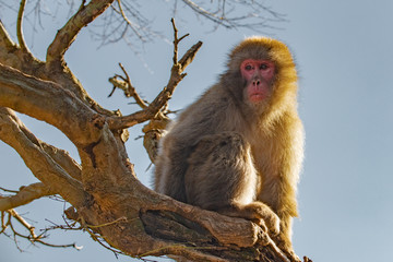 Naklejka na ściany i meble Japanese Macaque ape. Some macaque apes. Close-up of a japanese macaque.