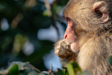 Japanese Macaque ape. Some macaque apes. Close-up of a japanese macaque.