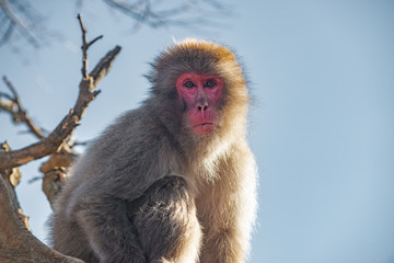 Japanese Macaque ape. Some macaque apes. Close-up of a japanese macaque.