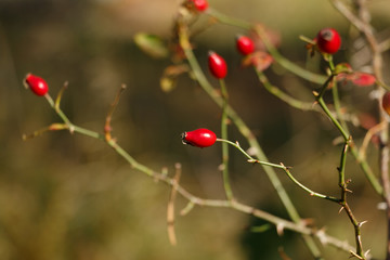 Wild rose hips (or rose haw or rose hep) close up on a branch with almost no leaves. Autumn theme. Soft focus. Blurred background. Nature background.