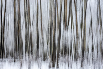 Abstract Art - Spooky Trees in Motion